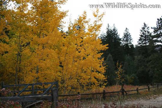Click Picture to send as an  E-PostCard 56k 550x367